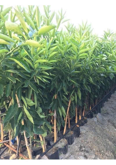 Tüplü Aşılı Klemantin Nova Mandalina Yaş 1-2 Boy 90-110cm  Fidanı