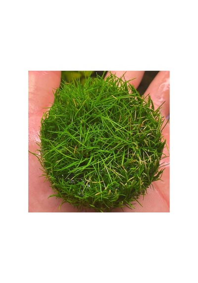 Mini Parvula In Vitro Cup Canlı Bitki