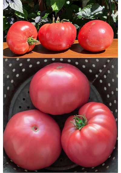 Pembe Domates Tohumu Nadir Ince Kabuklu Ve Geleneksel Belgium Pink