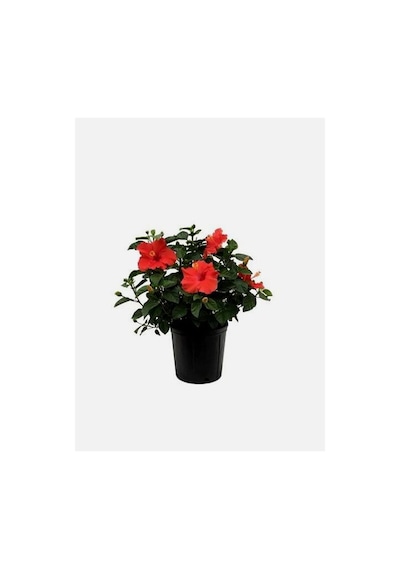 Videolu Kırmızı Japon Gülü Çiçeği Fidanı 1 Adet Saksılı/ Tüplü 40-45 Cm Japanese Camellia