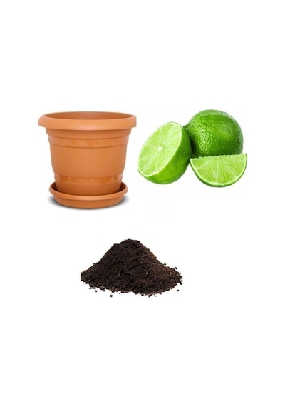 Nadir Ithal Lime Tohumu Ekim Seti