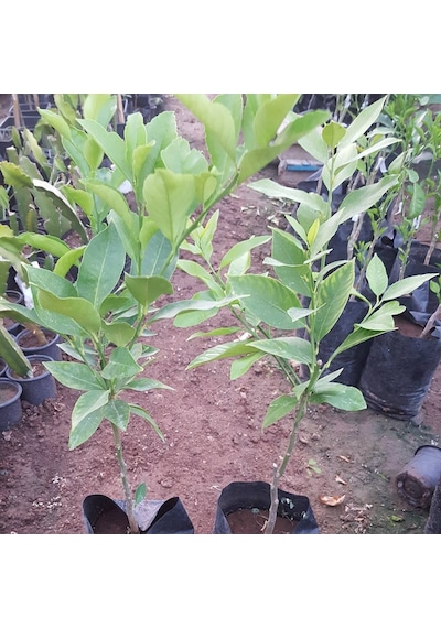 Aşılı Kamkat+Yediveren Limon+Mandalina Pakedi. Torbada
