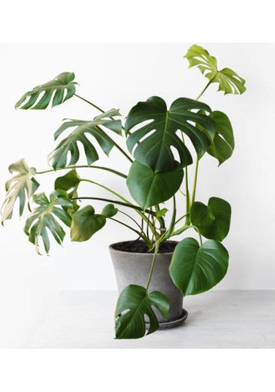 Videolu Deve Tabanı 1 Adet Saksılı/ Tüplü 40-60cm Ev Ofis Salon Bitkisi Monstera Deliciosa