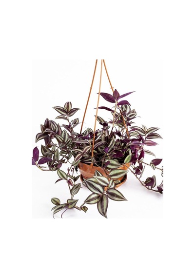 Yeşil Alacalı Tradescantia Zebrina Çiçeği1 Adet Saksılı 30-50cm