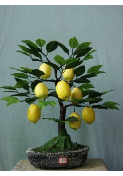 Nadir Italyan Limon Bonsai Ağacı Tohumu Bonzai Tohumu 3 Tohum