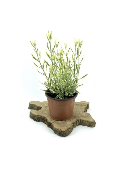Alacalı Lavanta Fidanı 10-20 Cm