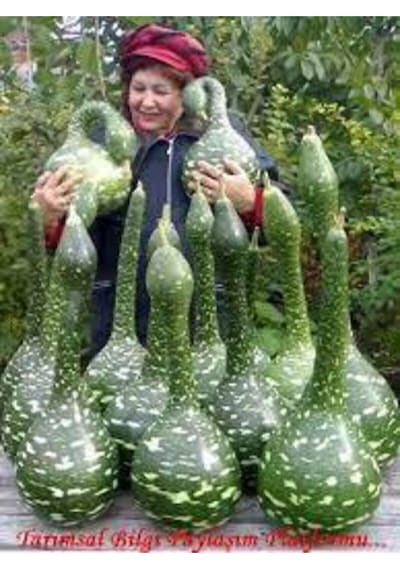 5 Adet Tohum Nadir Kuğu Su Kabağı Tohumu Kabak Tohumu Yerli Sürpriz Hediye Tohum..