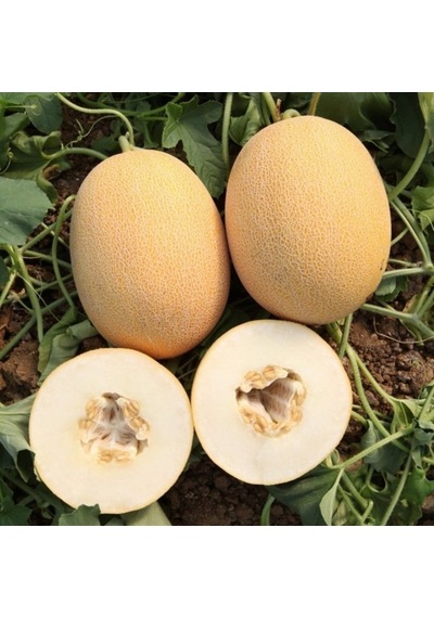 Ananas Kavun Tohumu 15 Tohum +