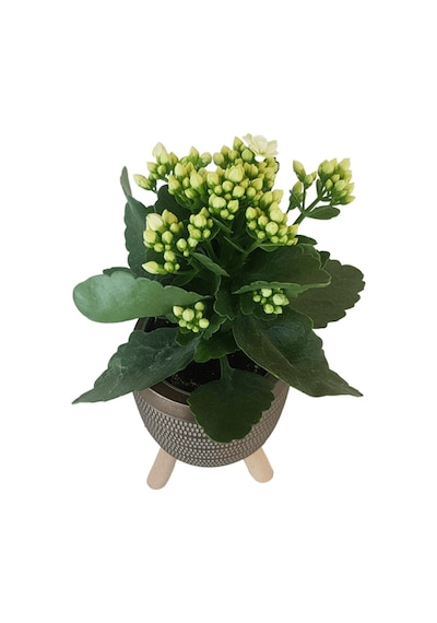 Beyaz Kalanşo Gold Damla Saksıda Kalanchoe