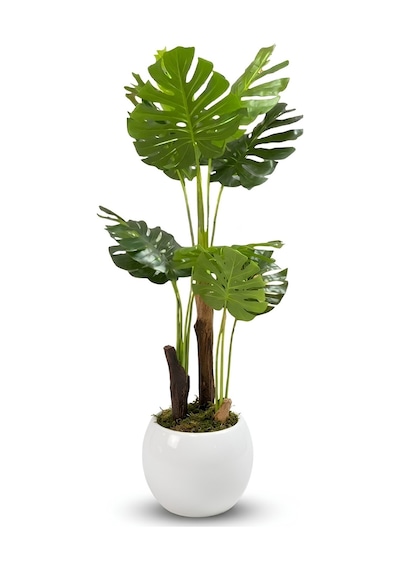 Cihan Çiçekçilik Monstera Ağacı 170cm Beyaz Küre Saksı