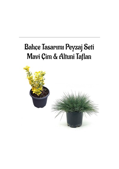 Mavi Çim 1 Adet Saksılı 10-20cm +altuni Taflan 20-40cm 1 Adet Bahçe Seti