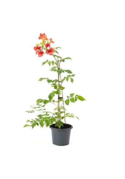 Turuncu Renk Acem Borusu Borazan Çiçeği 50-70cm Saksılı Dış Mekan Bitkisi
