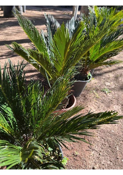 Japon Sago Palmiyesi Sikas 1 Adet Saksılı 55-80cm Cycas