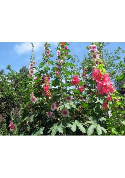 Karışık Hatmi Çiçeği Tohumu 50+ Tohum N115558