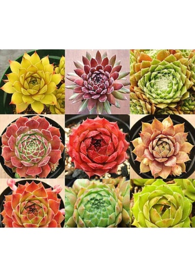 9 Adet 9 Çeşit Sempervivum Sukulent Tohumu