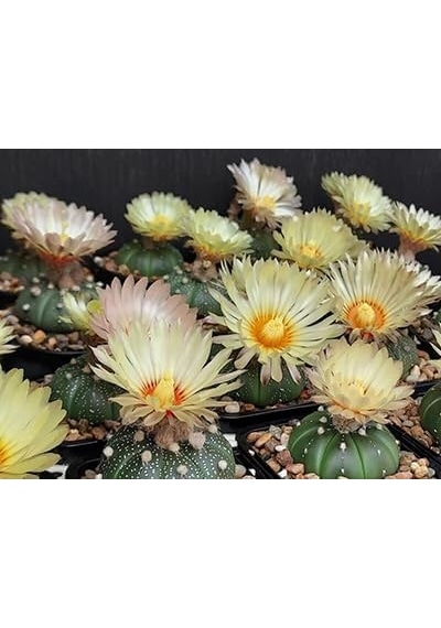 Astrophytum Asterias Serisi 1 Adet Nadir Koleksiyon Kaktüs 5.5 Cm Kahverengi Saksıda