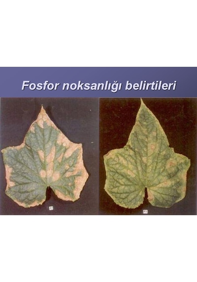 Gübretaş Map 12 61 Azot Fosfor DaMLa Sulama Yaprak Gübresi 25 KG