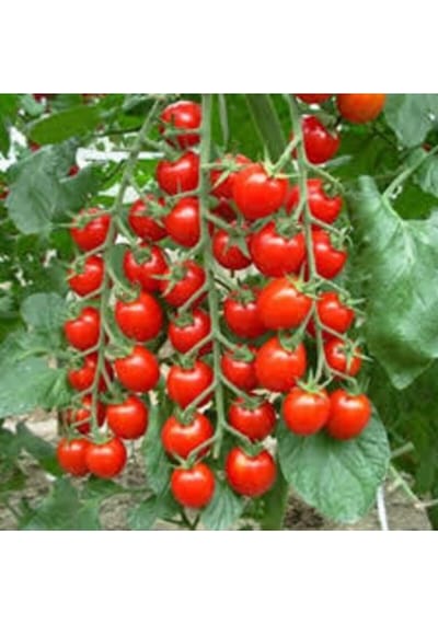 10 Adet Tohum Süper Paket Cherry Çeri Domates Tohumu Saksı Toprak Hediyeli