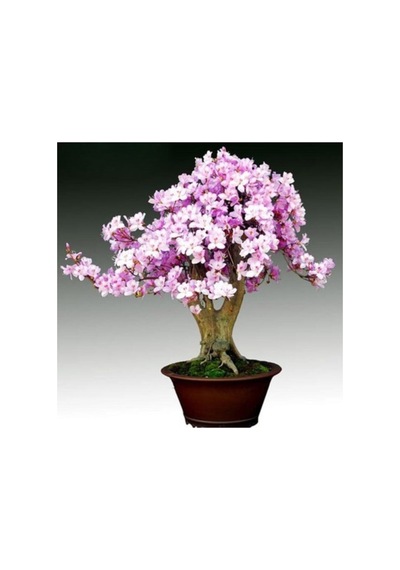 Bodur Bonsai Erik Ağacı Tohumu Prunus Erik Ağacı Tohumu 2 Adet Tohum