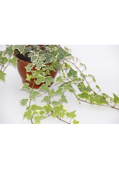 Hedera Sarmaşık 3 Adet - Askılı Saksıda  5835