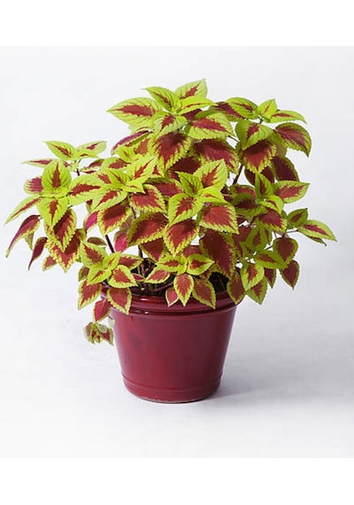 Videolu Karışık Renk Yaprak Güzeli 1 Adet Saksılı/ Tüplü 20-30cm Iç Mekan Bitkisi Coleus