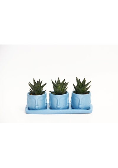 Trio Mavi Adler Sukulent Seti - Haworthia Limifolia