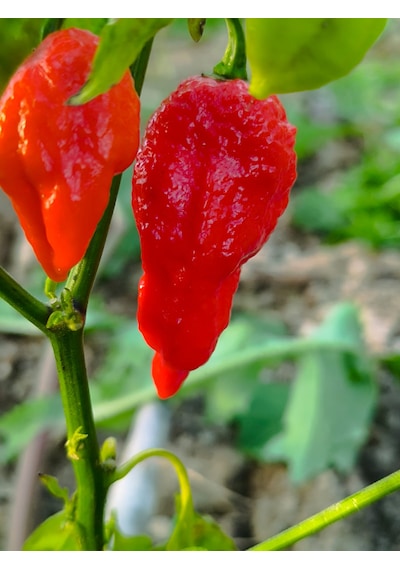 Ghost Pepper & Bhut Jolokia 1 Milyon Scoville Gerçek Taze Acı Biber