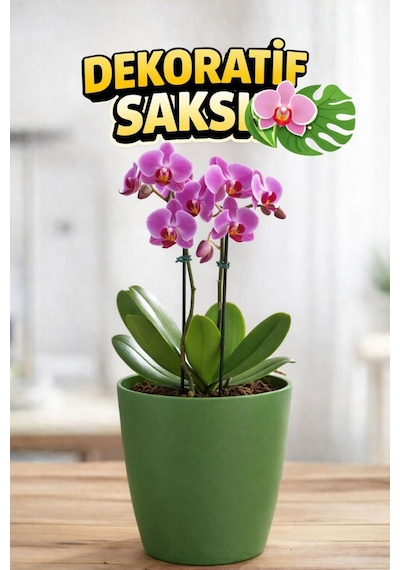 Orkide Saksısı Koyu Yeşil Dekoratif Dış Saksı 1 Adet- 12 Pot Şeffaf Orkide Üretim Saksısı Hediyeli