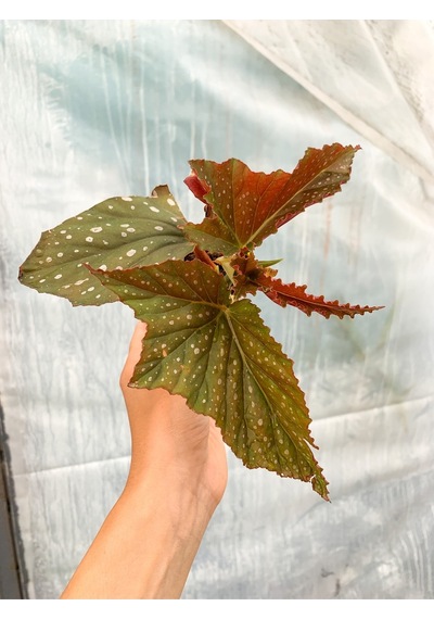 Mini Saksıda Çilli Begonya Benekli Begonia Corallina