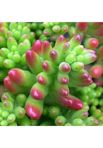 Sedum Rubrotinctum Jelibon Sukulent 180 Adet