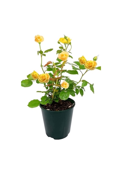 Yediveren Sarı Renk Gül Fidanı 1 Adet Saksılı 30-60cm Dış Mekan Çiçeği