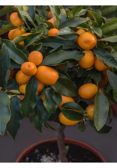 Kamkat Fidanı Bodur 50 60 Cm 1 Adet Dragon Anaç Saksılı /tüplü Meyve Ağacı Kumquat