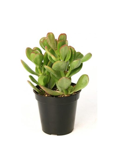 Para Ağacı Para Çiçeği Bereket Ağacı Fidanı Crassula Ovata 10-20 Cm