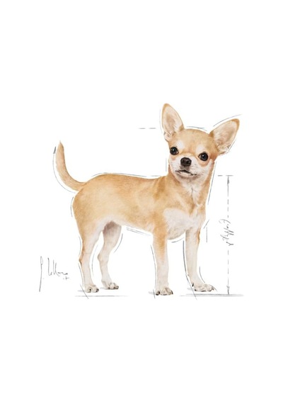 Ayrex Royal Canin Adult Chihuahua Yetişkin Köpek Pouch Konserve 12 X 85 Gr