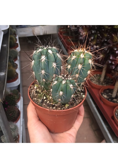 Stetsonia Coryne (Kaktüs) Ø10,5 CM Y15-20 CM