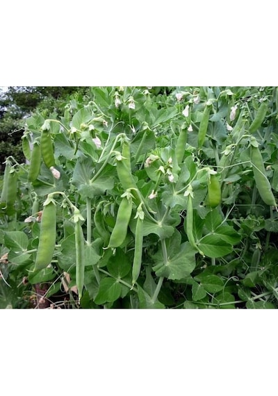 Agrokar Yaprak Bezelye Tohumu İthal 1 Kg