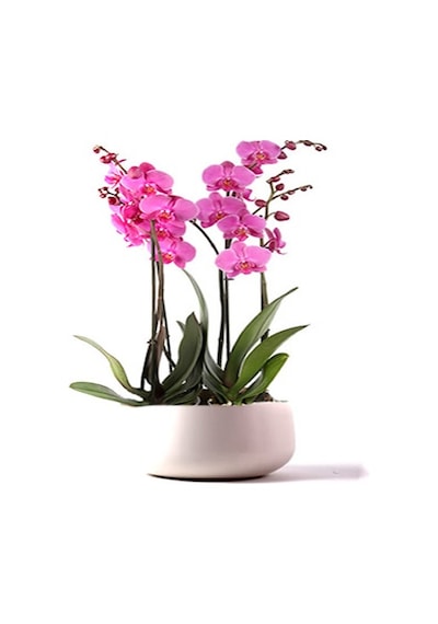 Pembe Orkide Tohumu Ekim Seti 5 Tohum + Saksı + Toprak +