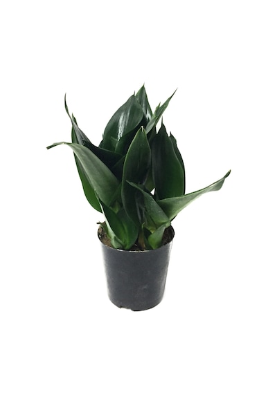 Sansevieria Jade (Paşa Kılıcı) Ø12 CM H20-25 CM