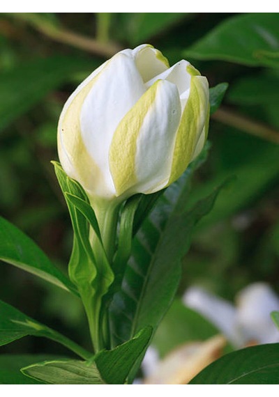 Videolu Kokulu Gardenya Çiçeği 30 40 Cm 1 Adet Saksılı Çiçekli Iç Mekan Bitkisi Gardenia