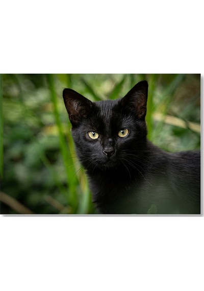Cakasepetim Yeşillikler Önünde Kara Kedi Ahşap Mdf Tablo
