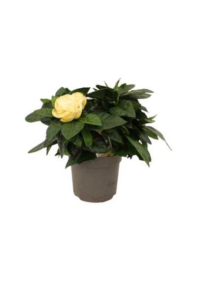 Videolu 1 Adet Ithal Kokulu Gardenya Çiçeği Ofis Bitkisi 25-35 Cm Saksılı Iç Mekan Bitki Gardenia