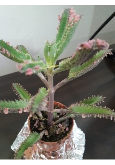 Kalonchoe Daigremantione / Aşkın Gözyaşı Çiçeği Fidanı 10-20 Cm