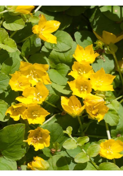 Sarı Kız Altın Koyle Çiçeği Sarı Çiçekkli 1 Adet Saksılı 20-40cm Lysimachia Nummularia