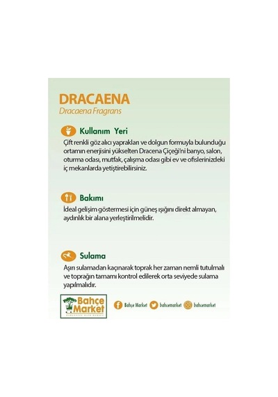 Dracaena Mix-6237