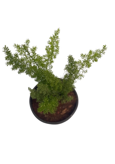 Tilki Kuyruğu /asparagus Densiflorus