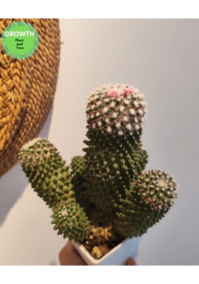 Mammillaria Bucareliensis Kaktüs 1 Adet