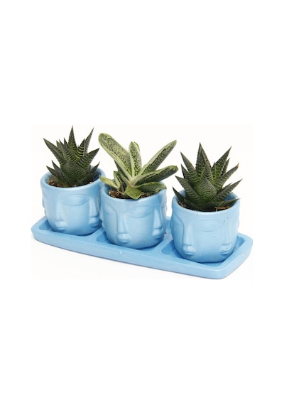Trio Mavi Adler Sukulent Seti - Haworthia Limifolia. Gasteria