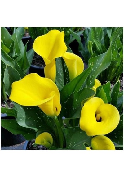 Gala Gelin Çiçeği Calla Lily Sarı 10-20 Cm