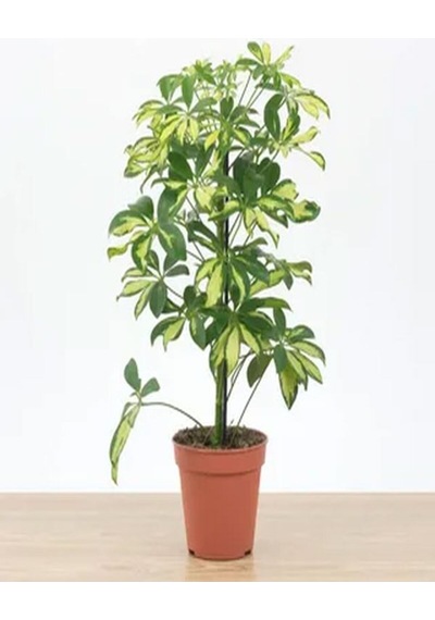 Videolu 4'lü Paşa Kılıcı/sarılı Paşa Kılıcı/kurdela Çiçeği 25-40cm Tek Dal Alacalı Şeflera30-60 Cm