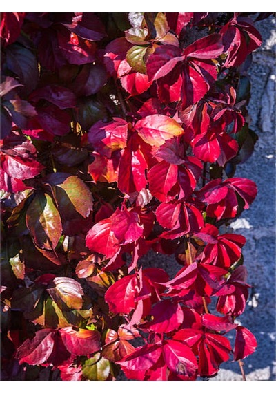Videolu Amerikan Sarmaşığı 50 60 Cm 1 Adet Saksılı Dış Mekan Parthenocissus Guinquefolia